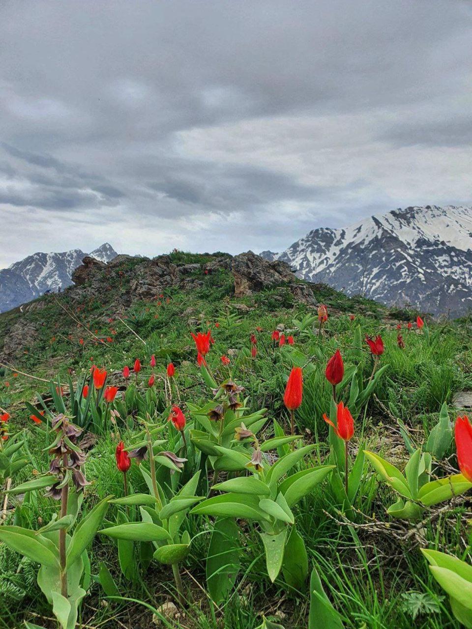 Archazor Mountain Resort Chimgan Dış mekan fotoğraf